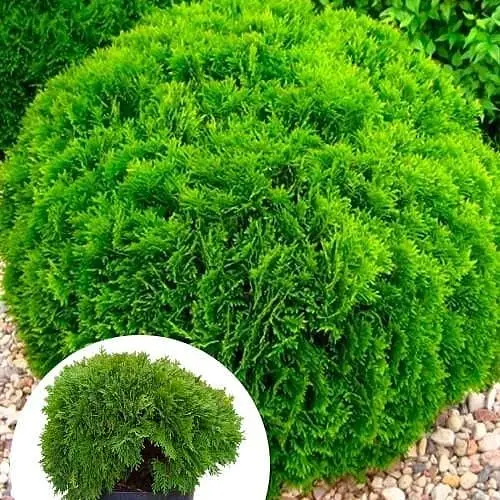 Туя западная Agro-Market Danica ком/сетка диаметр 45-55 см 175608 1 саженец в упаковке - фото 1