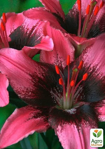 Лілія Горщикова "Trendy Santo Domingo" (176163) 1 шт - фото 2