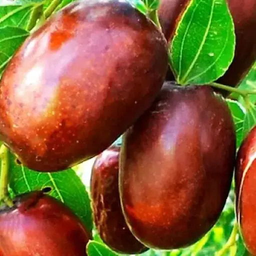 Зизифус (унаби) Agro-Market "Синит" (ранний срок созревания, высокоурожайный сорт) вазон Р9, высота 10-15 см (187593) 1 саженец в упаковке - фото 1