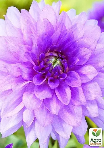 Георгина "Blue Boy" (49603) 1 шт - фото 2