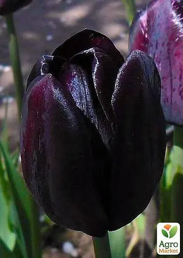 Тюльпан "Queen of Night" 3 шт (17044) - фото 3