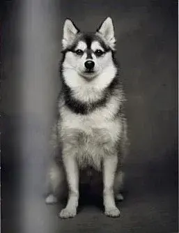 The Dogs: Human Animals - фото 5