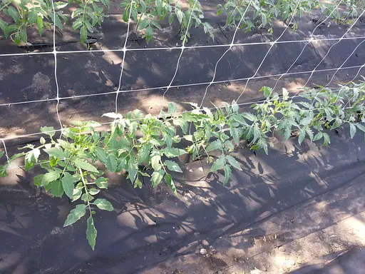 Агроволокно Greentex 3.2х10 м черное (39327) - фото 4