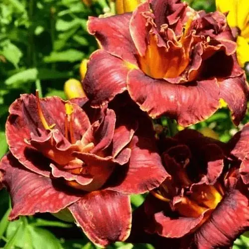 Лілейник «Burgundy Love» (190770) 1 шт - фото 1