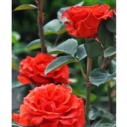 Роза в контейнере чайно-гибридная "El Toro" (саженец класса АА+) (180838) 1 саженец - фото 1