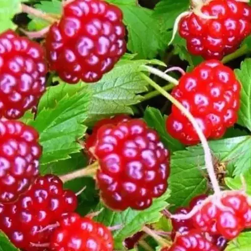 Княженика садовая Agro-Market "Анна" (высокоурожайный сорт) вазон Р9 (190880) (кореневище) 1 саженец в упаковке - фото 1