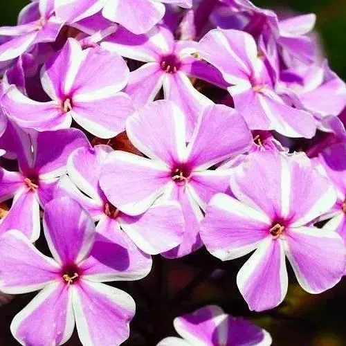 Флокс багаторічний "All in One" 1 шт (19432) - фото 1