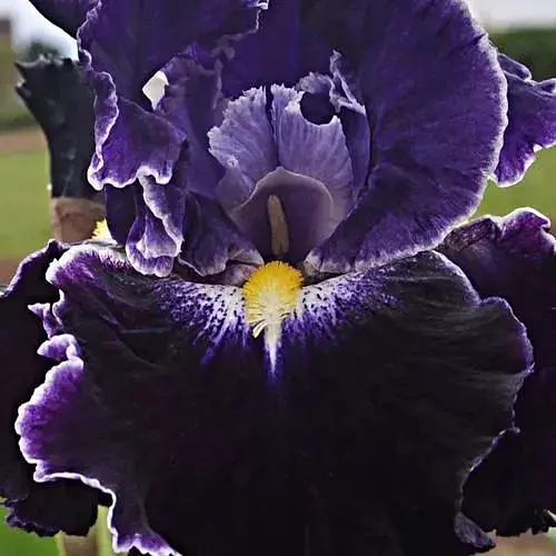Ирис бородатый крупноцветковый «Dark Universe» (190743) 1 шт - фото 1