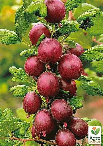 Крыжовник на штамбе Agro-Market "Сенатор" (средний срок созревания) (44847) 1 саженец в упаковке - фото 4