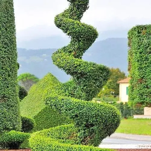 Туя западная Smaragd Спираль (высота 100-120 см) (179866) 1 саженец в упаковке - фото 1