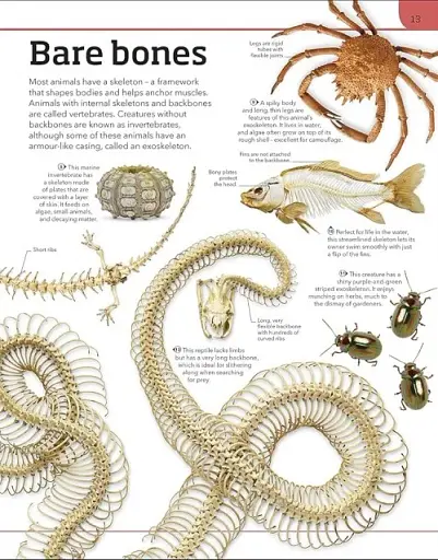 Animal Knowledge Genius - фото 3