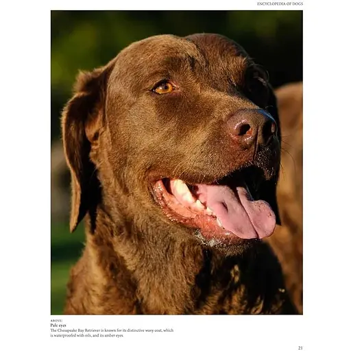 Encyclopedia of Dogs - Джексон Том - фото 2