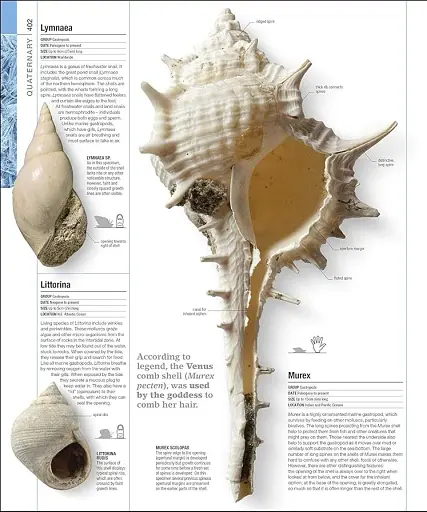 Dinosaurs and Prehistoric Life. The Definitive Visual Guide - фото 11