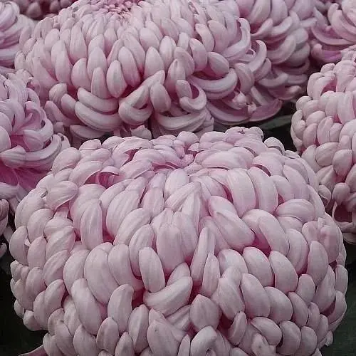 Хризантема "Agora Mauve" (низькоросла великоквіткова) (112820) 1 саженец - фото 1