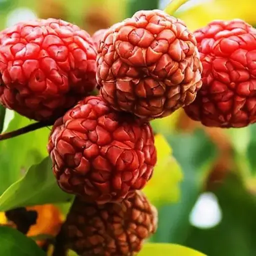 Кудрания Agro-Market "Mulle" (клубничное дерево) (188039) 1 саженец в упаковке - фото 1