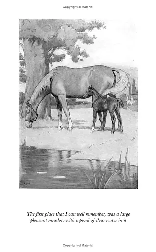 Black Beauty - фото 11