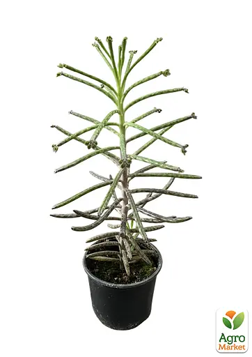 Каланхое трубчатое (52496) 1 саженец (комнатный) Нидерланды - фото 2