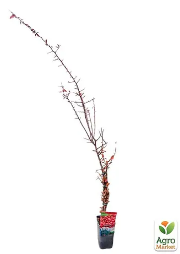 Піраканта "Red Column" 3-річна (висота 80-100см) (184989) 1 саженец - фото 2