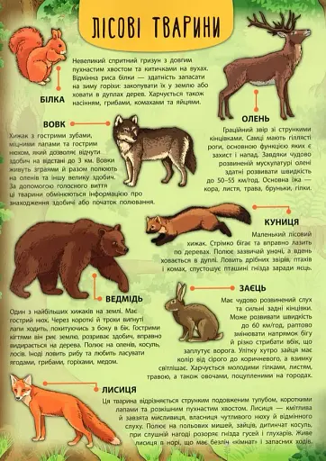 Енциклопедія з наліпками. Лісові тварини та рослини - фото 3