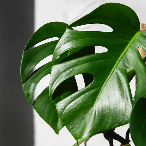 Спрей для листя COMPO 0.3 л - фото 8