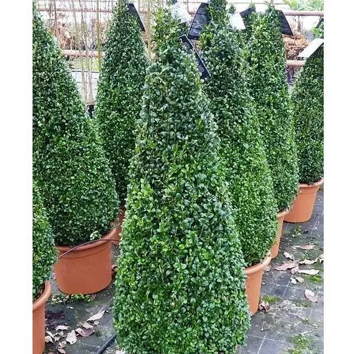 Самшит вечнозеленый формованный конус высота 80-100см (189763) 1 саженец - фото 1