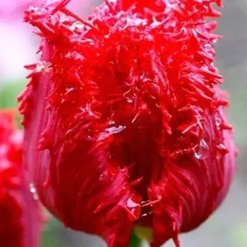 Тюльпан "Barbados" (размер 10/11, большой) (17148) 2 шт - фото 1