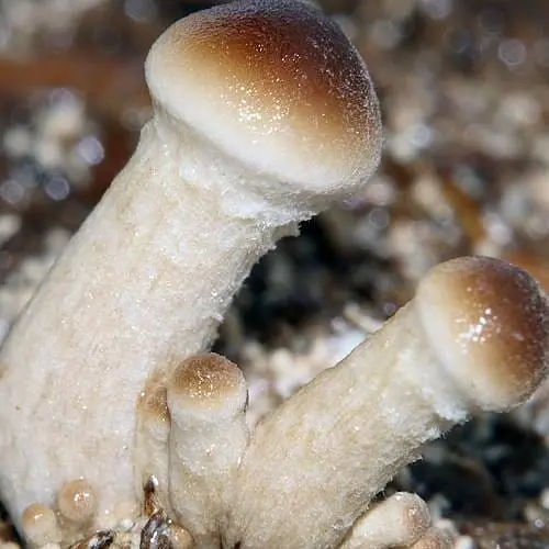 Міцелій на дубових брусочках "Глива королівська" 10шт (45239) - фото 1