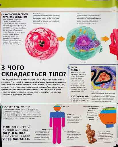 Енциклопедія знань. Тіло людини - фото 7