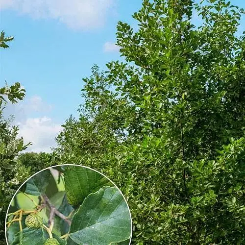 Ольха обыкновенная Agro-Market 80-100 см (188847) 1 саженец в упаковке - фото 3