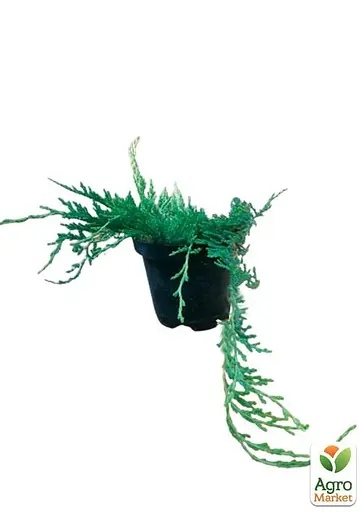 Ялівець горизонтальний "Glacier" вазон С1,5 діаметр 15-25 см (102151) 1 саджанець - фото 2