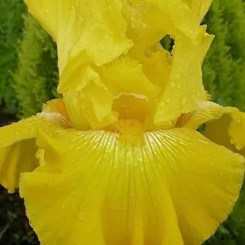 Ирис бородатый крупноцветковый "Picasso Moon" 1 шт (25701) - фото 1