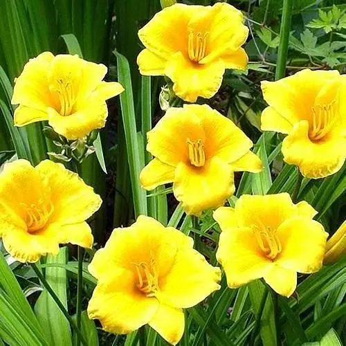 Лилейник "Stella de Oro" 1 шт (25483) - фото 1