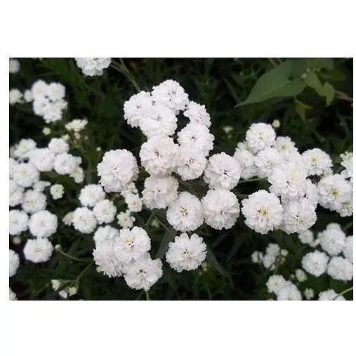Гипсофила белая Весна 2г (13286) - фото 1
