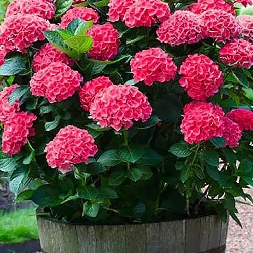 Гортензія крупнолиста 2-річна "Red Sensation" висота саджанця 20-40см (186579) 1 саженец - фото 1