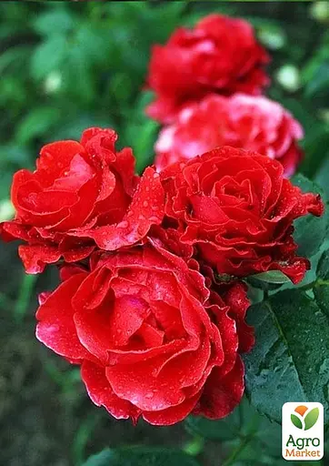 Роза в контейнере чайно-гибридная "El Toro" (саженец класса АА+) (180838) 1 саженец - фото 3