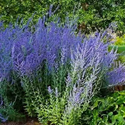Перовскія "Blue Steel" (184020) 1 саженец - фото 1
