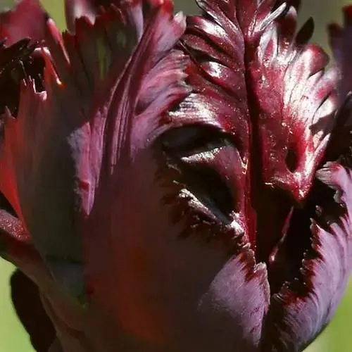 Тюльпан "Black Parrot" (186266) 2 шт - фото 1