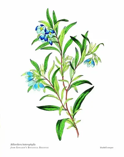 Biblioflora - фото 7