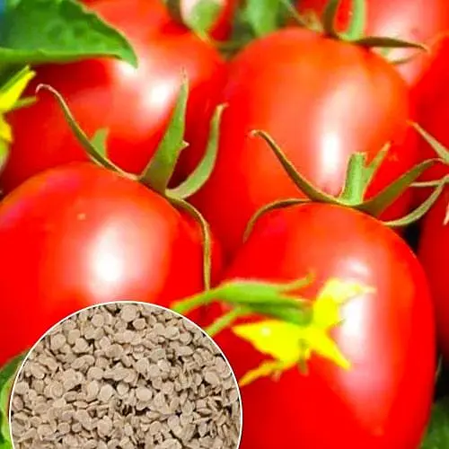 Томат "Одеська сливка" ТМ "Весна"  1г (52196) - фото 1