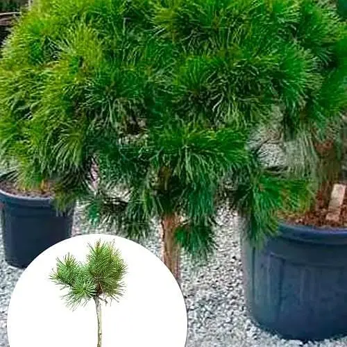 Сосна гірська на штамбі "Mops" С3 висота 30-50см (112372) 1 саджанець - фото 4