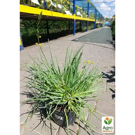 Медикус (декоративное и лекарственное растение) (183699) 1 саженец в упаковке - фото 2