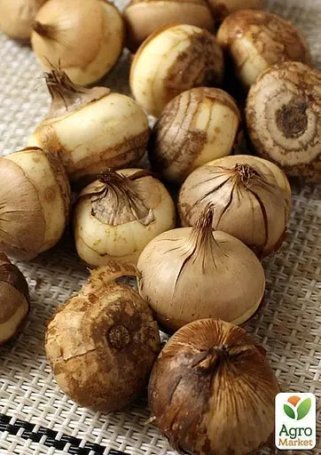 Крокус ботанический "Advance" (размер 5/7, средний) 5 шт (39441) - фото 3