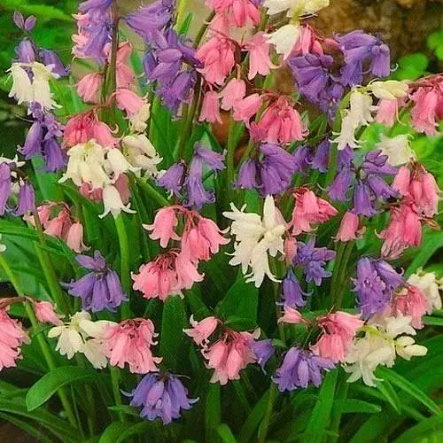 Гиацинтоидес "Смесь" (размер 6/7, большой) 5 шт (17296) - фото 1