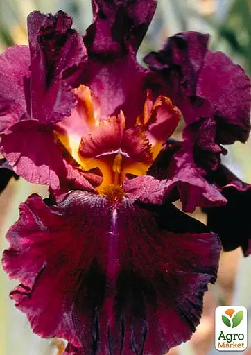 Ирис бородатый крупноцветковый "Salsa Rio" 1 шт (41134) - фото 2