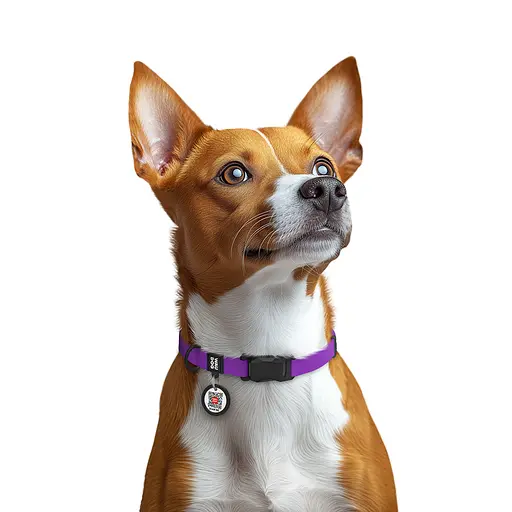 Нашийник для собак водостійкий Waudog Magnetc QR-паспортом магнітна пряжка-фастекс S Ш 15 мм Д 26-35 см фіолетовий - фото 3