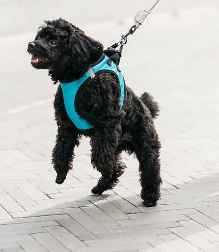 Шлей для собак Jordan-Judy розмір M (270 x 200 мм) PE073 Blue - фото 4