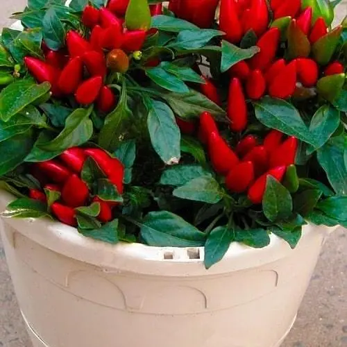 Перец комнатный "Yvonne" острый (съедобный, декоративный) (100204) 1 саженец в упаковке - фото 1