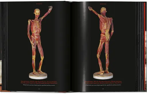 Anatomical Waxes. 45th Edition - фото 11