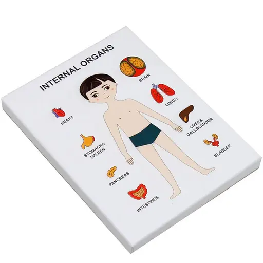 Пазлы обучающие Internal Organs 30349