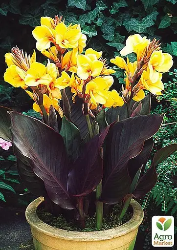 Канна "Louis Cottin" 1 шт (35489) - фото 3